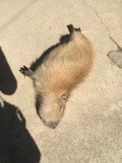 😴