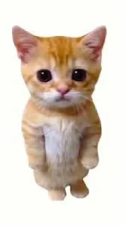 ♡✪El Gato!!✪♡ from @DandyWorld_Stik