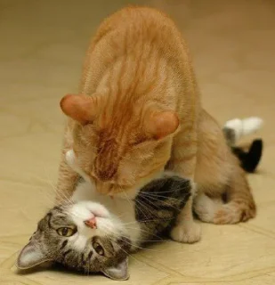 🐱
