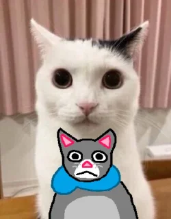 🐱