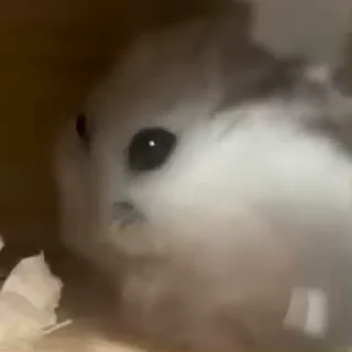 🐭