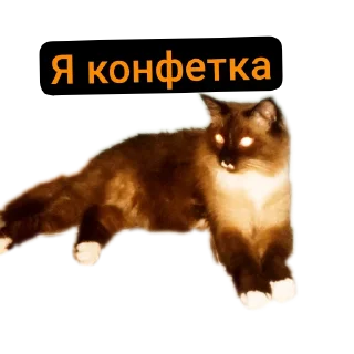 🐱