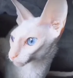🤩