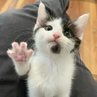 🐈