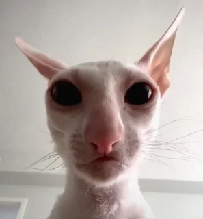 🥺