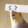 popugmem