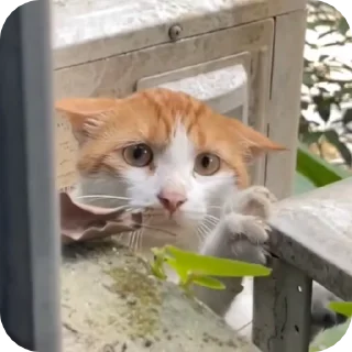 🥺