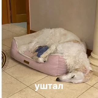 🛌