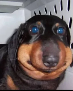 🤩