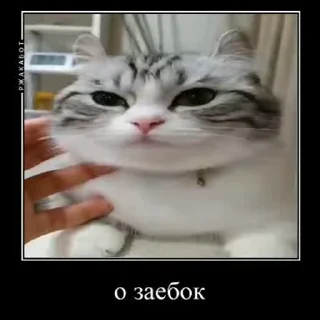 🥴