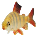 🐠