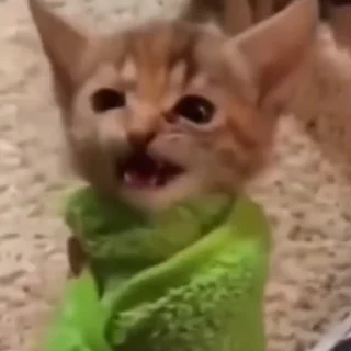 🐈