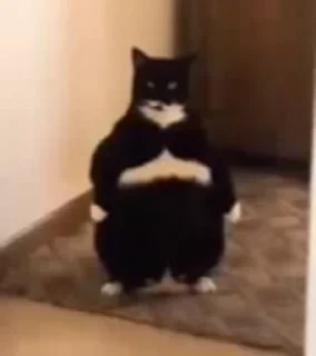 видеокоты :: @fStikBot