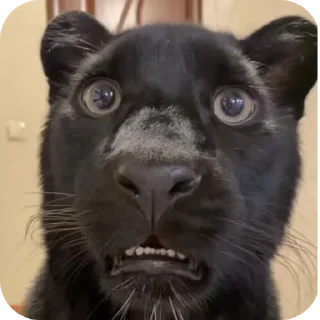 🐱