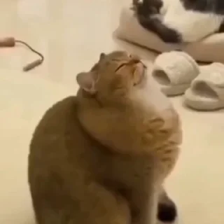 🐈