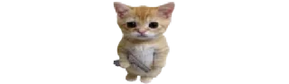 🐈