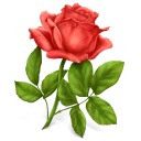 🌹