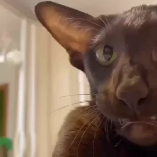 🧛