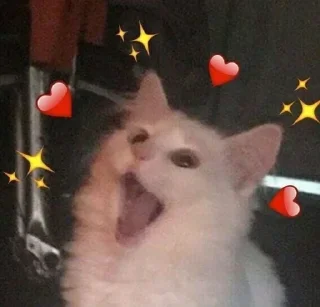 ✨