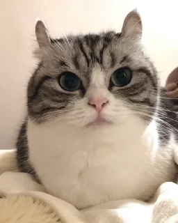 🐈