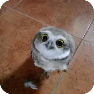 🦉
