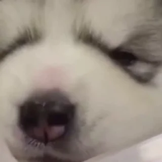 🤍