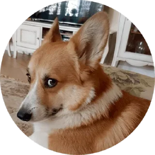 django @stickersb2b