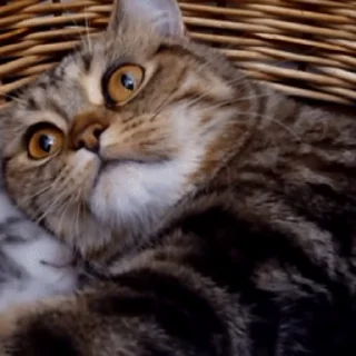 Кошачьи обнимашки @freetopsticker