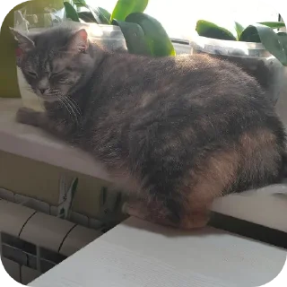 🐱