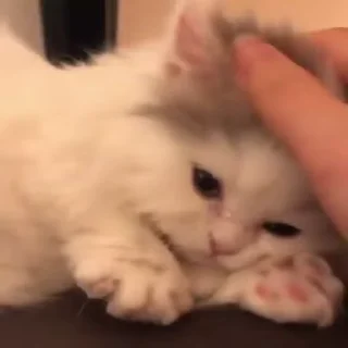 🐈