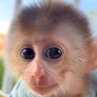 🙈