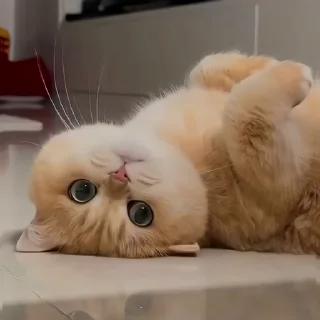 🐈‍⬛️