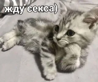 kittenlove💗 :: @fStikBot