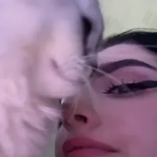 🐱