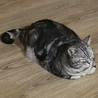 🥖