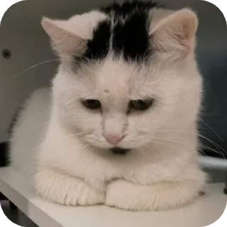 😽
