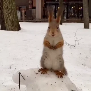 🤩