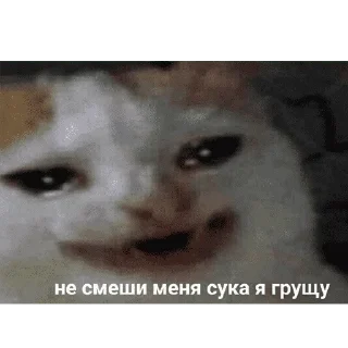 😺