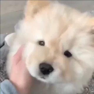 🤍