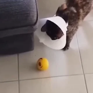 🐈