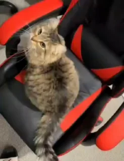 😼