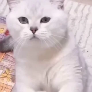 🐈‍⬛️