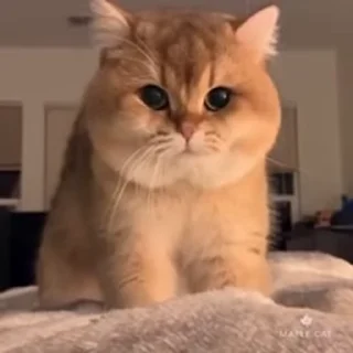🐱