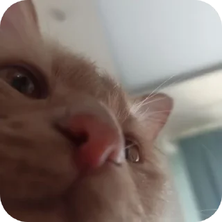 🐱
