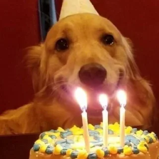 🐶