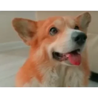 🐶