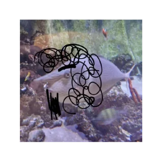 🐟