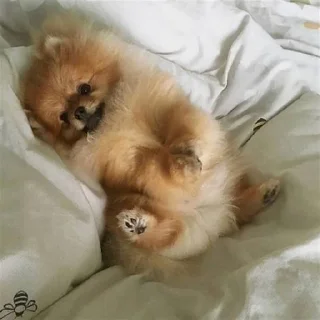 🐶