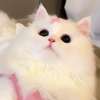 🐈