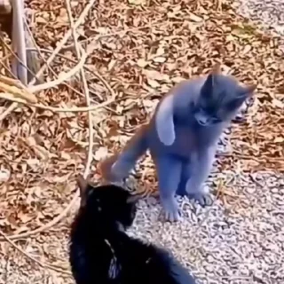 😡